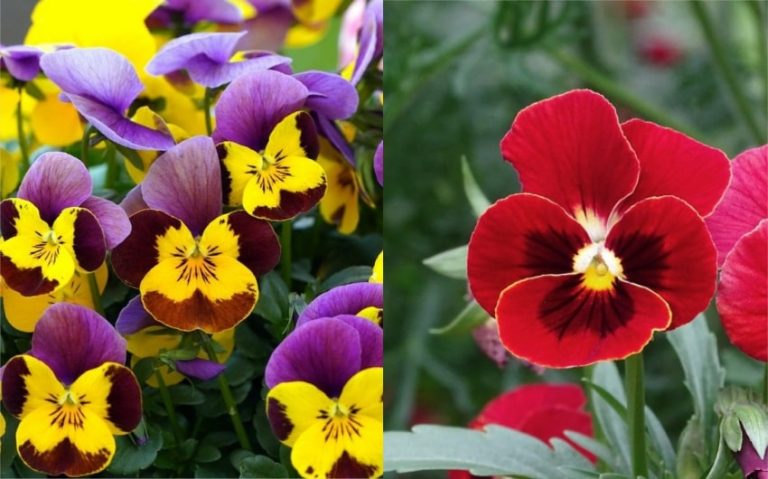 Pansy vs. Viola: The 9 Differences Between These Two Flowers